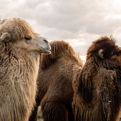 Bactrian camel - De Zonnegloed - Animal park - Animal refuge centre 